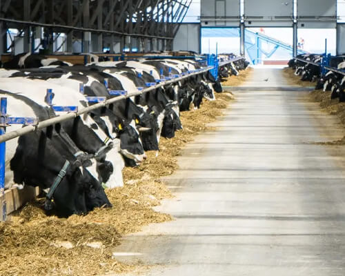 Wide Application of Malan Baking Soda in Food, Industry, Livestock and Daily Cleaning